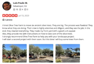 Photograph of olive trees at The Olive Tree Farm
